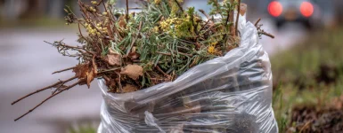 ascendersg_a_clear_garbage_bag_filled_with_landscaping_scraps_l_53fb04e1-6d16-42ff-a48a-4223f7be5d40