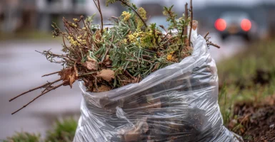 ascendersg_a_clear_garbage_bag_filled_with_landscaping_scraps_l_53fb04e1-6d16-42ff-a48a-4223f7be5d40